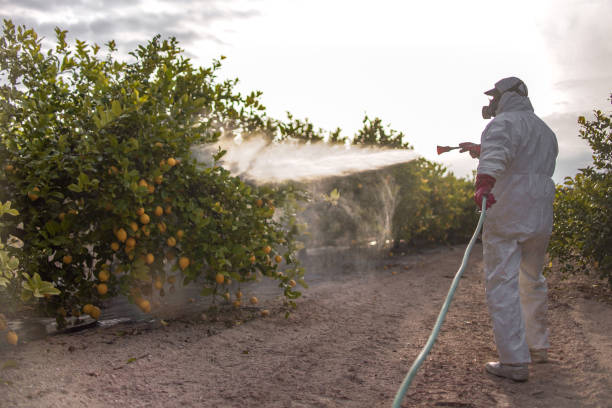 Best Affordable Pest Control Services  in Foothill Farms, CA